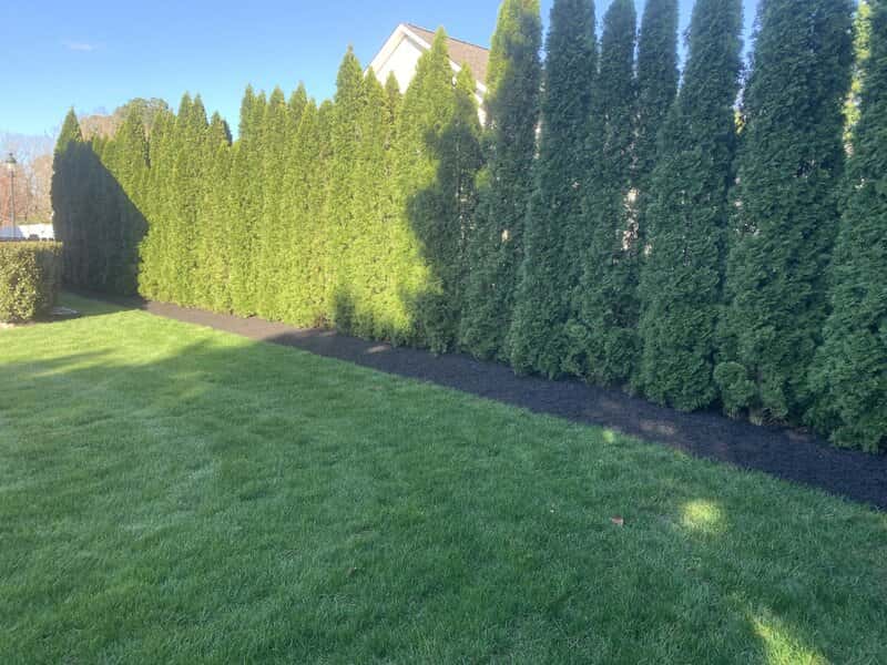 Tree & Shrub Care
